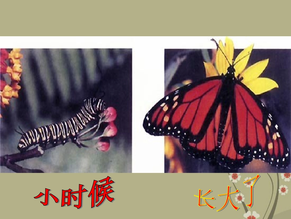 八年级生物下册-7.1.2《昆虫的生殖和发育》课件-新人教版_第3页