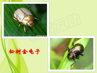 《松树金龟子》课堂教学课件
