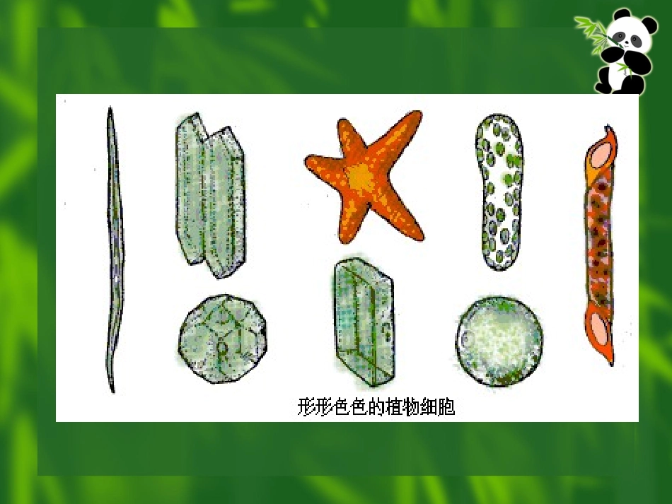 3、8、1植物体的组成_第3页