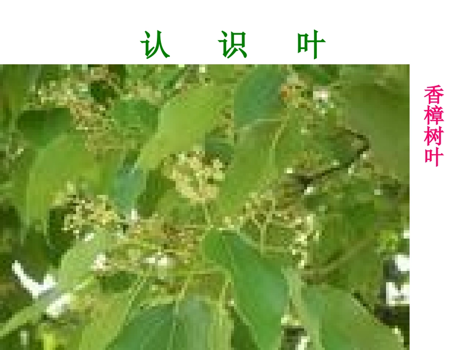 演示文稿三年级叶和花_第2页