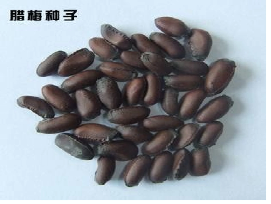 生命生命PPT课件_第1页