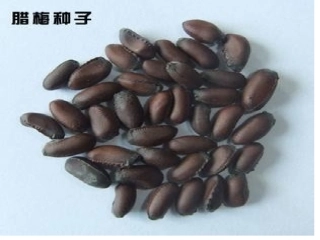 生命生命PPT课件