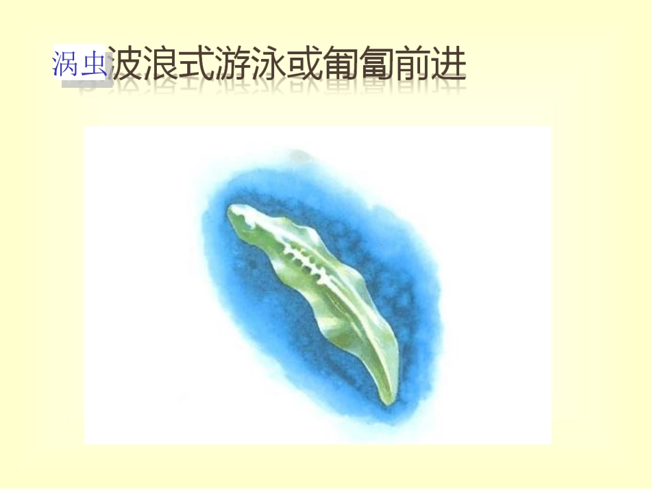 52.1动物的运动_第3页