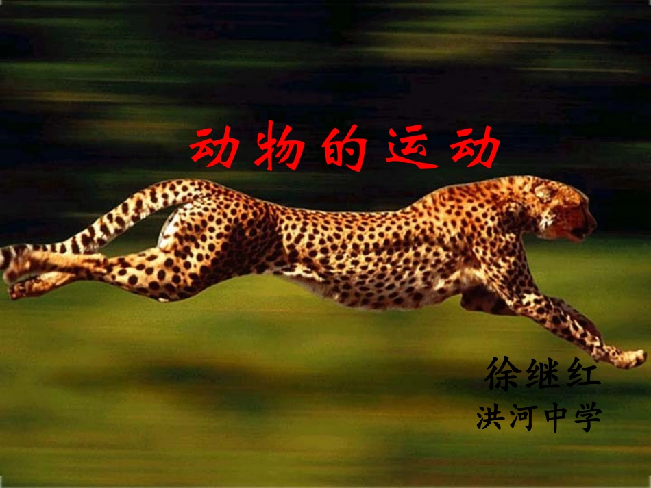 动物的运动1._第1页
