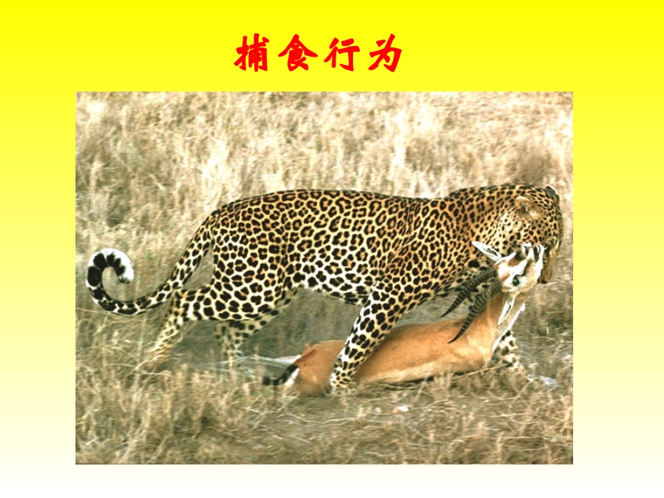 动物的运动1._第2页