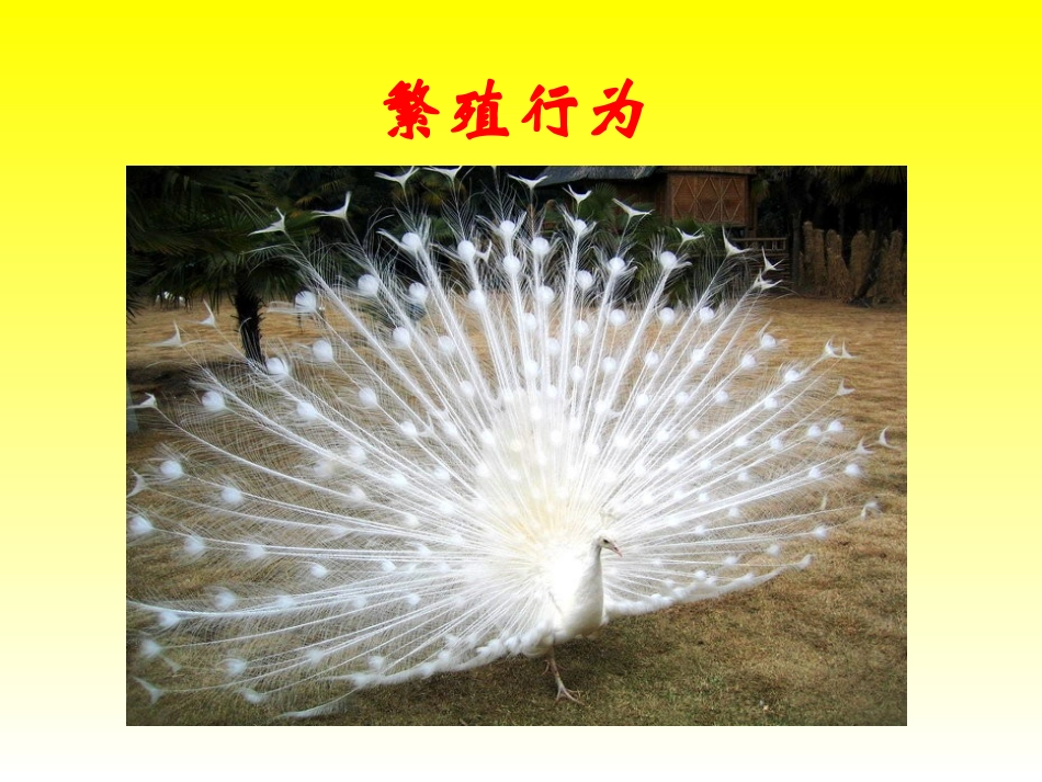 动物的运动1._第3页