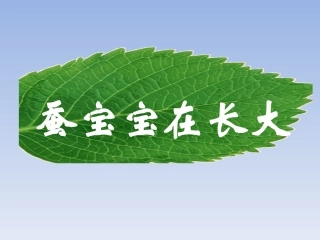 《2-蚕宝宝在长大》课件1