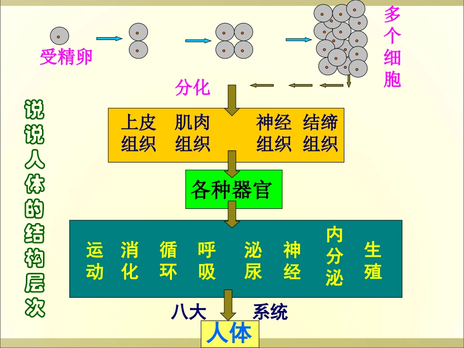 植物层次课件._第1页