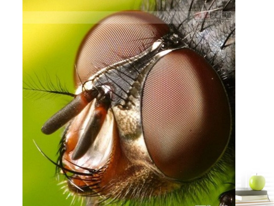 六年级科学下册-放大镜下的昆虫世界1课件-教科版_第2页