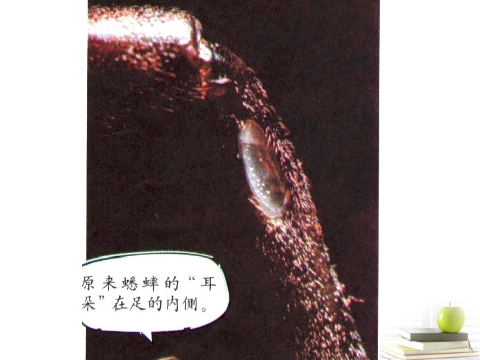 六年级科学下册-放大镜下的昆虫世界1课件-教科版_第3页