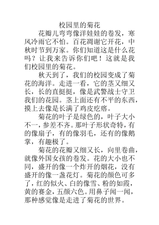 校园里的菊花