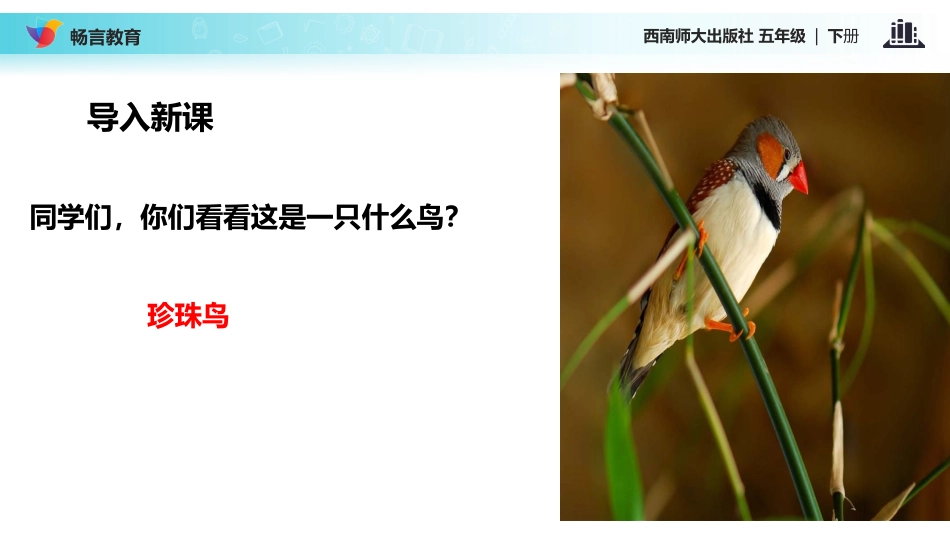 【教学课件】《珍珠鸟》(西南师大)_第2页