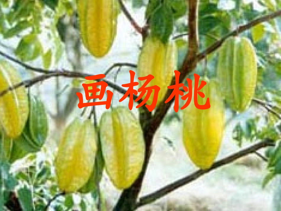 画杨桃幻灯片_第2页