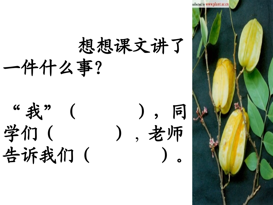 画杨桃幻灯片_第3页