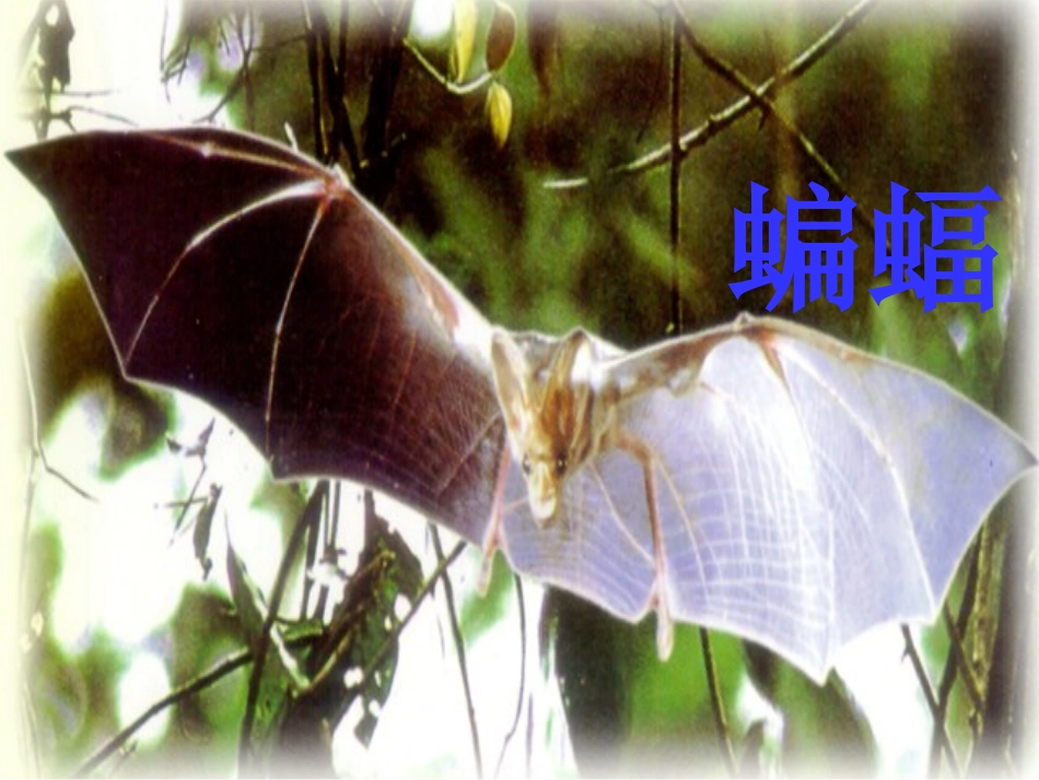 11、刘凌云《蝙蝠和雷达》_第1页