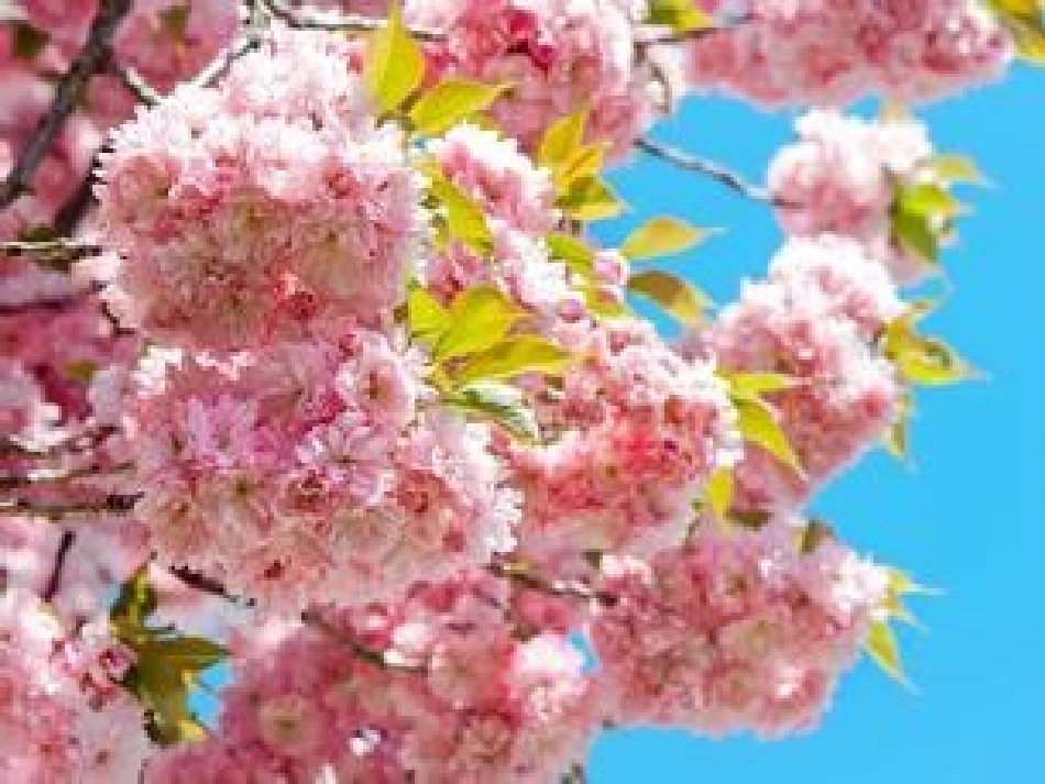 杏儿熟了课件_第1页