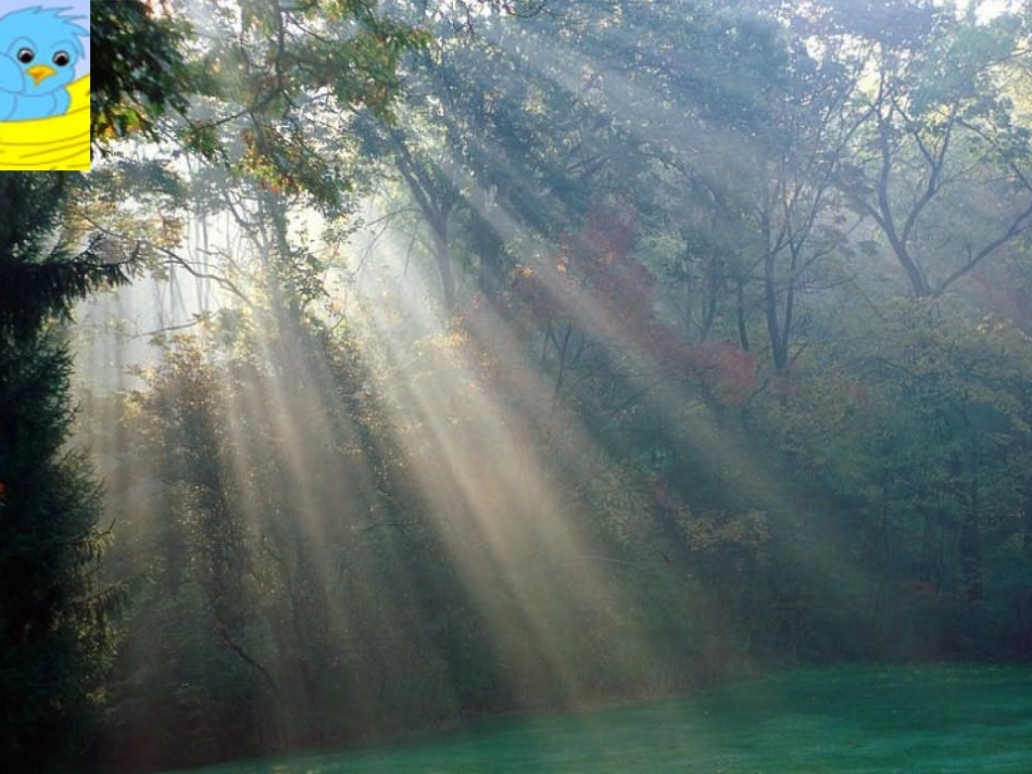 会走路的树比赛课件_第3页