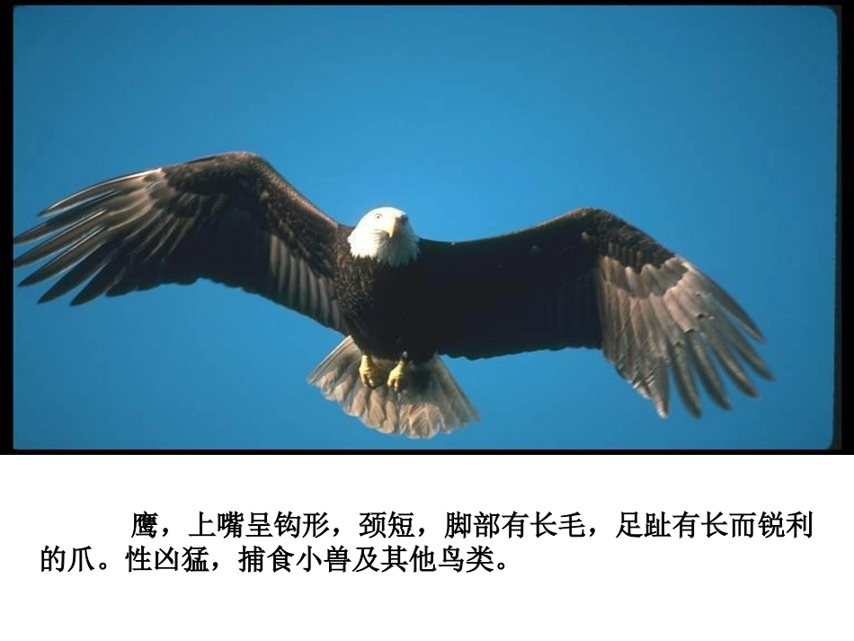 小鹰学飞课件_第2页