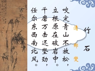 石缝间的生命