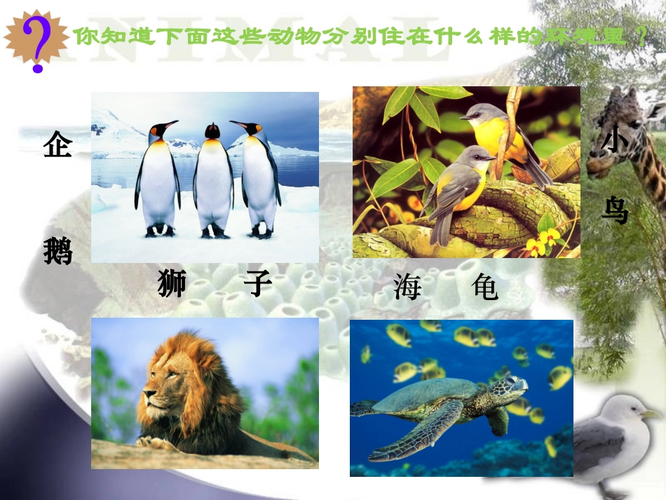 寻找生物的家园课件_第2页