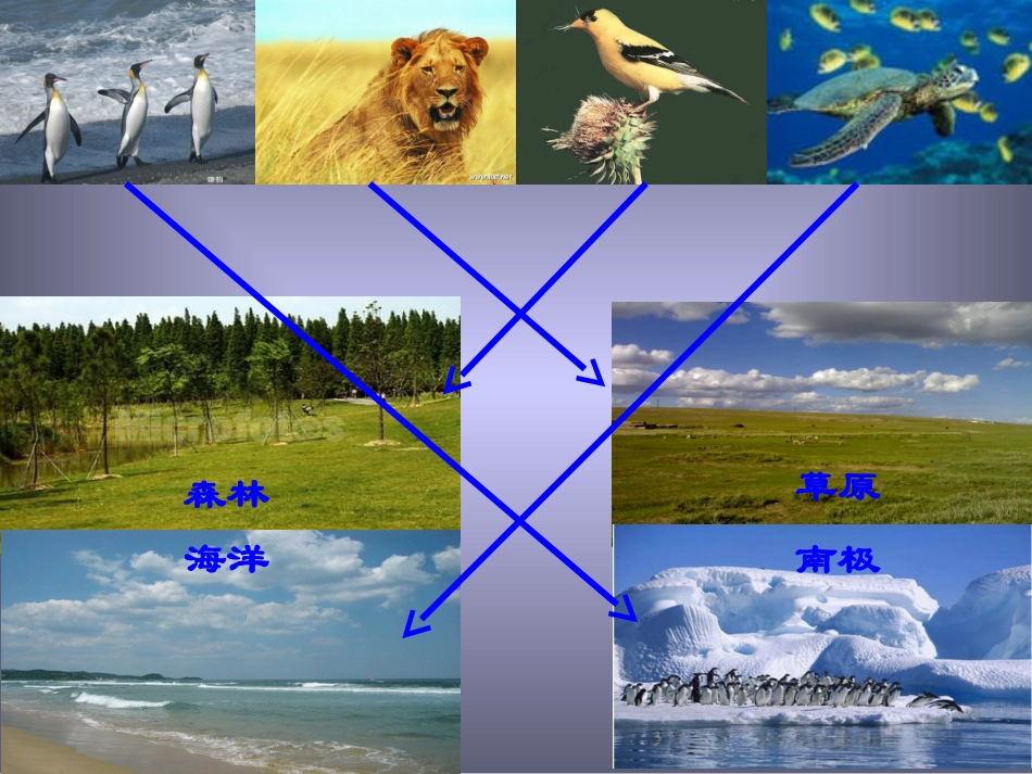 寻找生物的家园课件_第3页