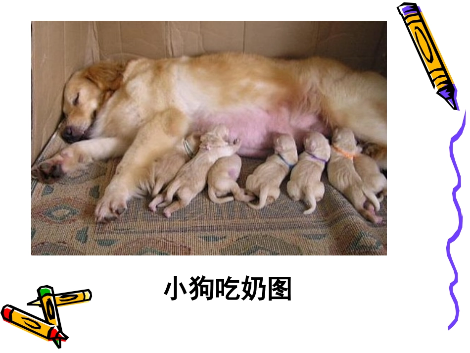 三年级科学《吃奶长大的动物》_教学课件_第3页