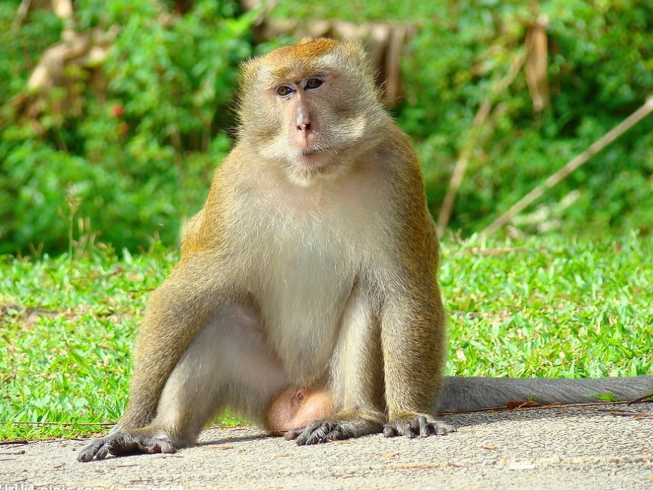 北师大版数学三年级上册《分桃子—两位数除以一位数》课件_第2页