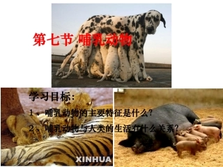 第七节哺乳动物1