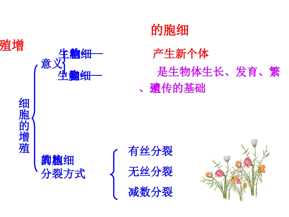 细胞有丝分裂_第2页