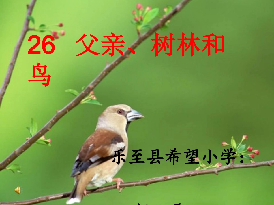 父亲、树林和鸟._第1页