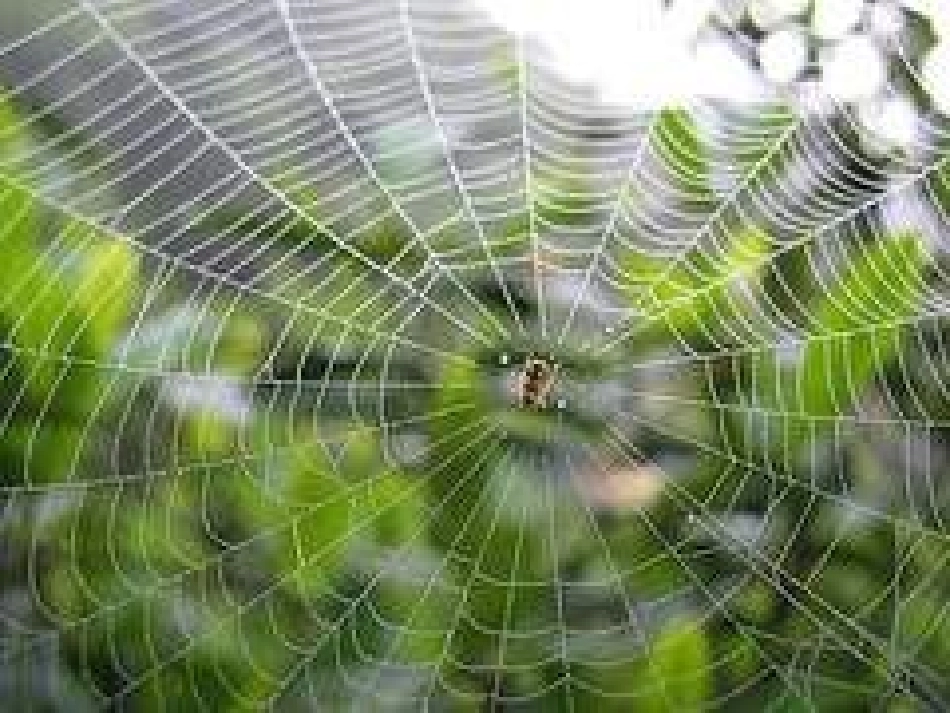 （苏教版）五年级科学下册课件搭支架_第2页