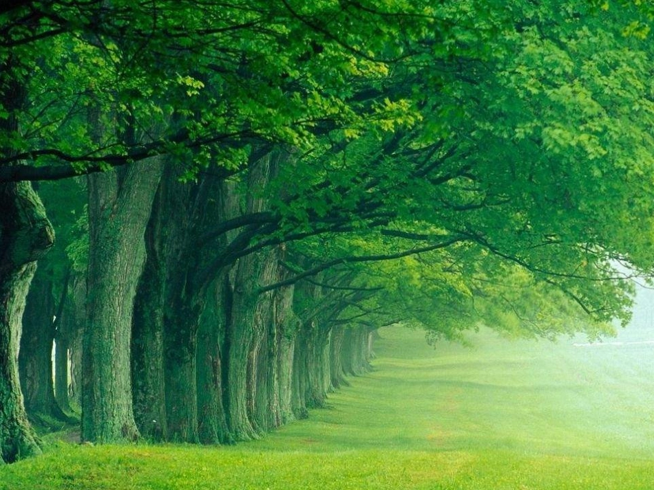 朱自清的《绿》_第2页