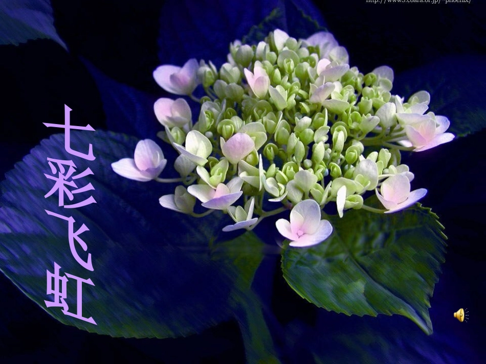 小学美术《七彩飞虹》_第1页