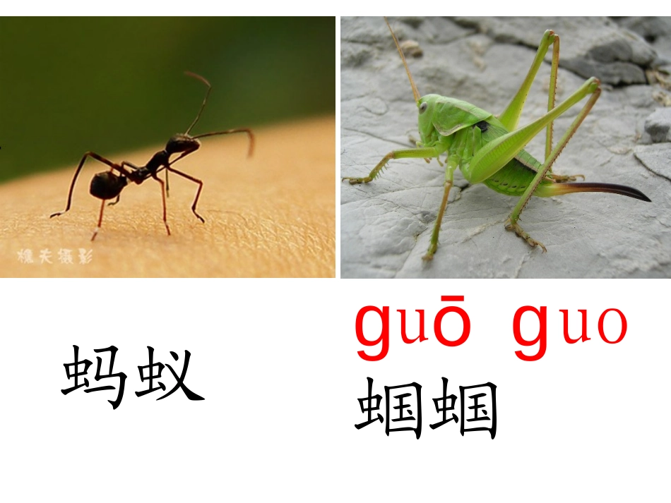 蚂蚁和蝈蝈教研课_第2页