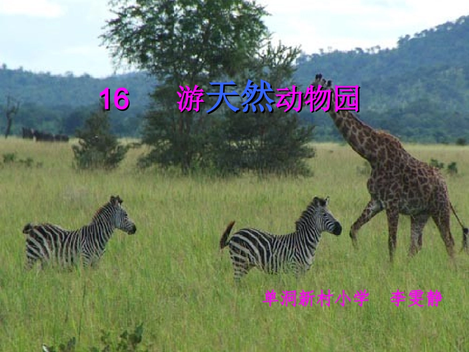 游天然动物园_课件_第1页