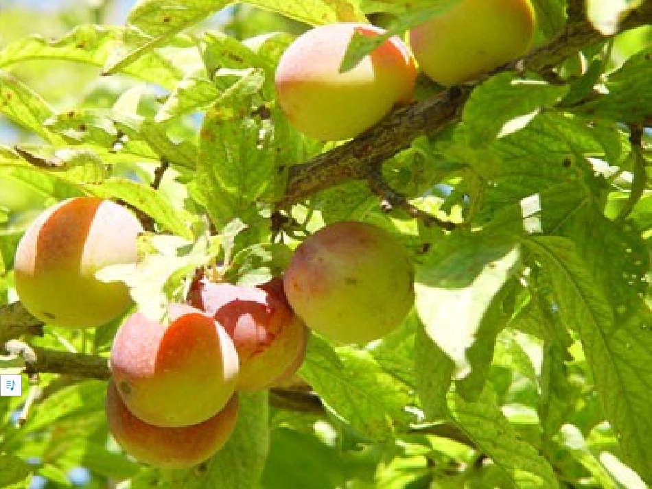 人教2011版小学数学三年级分数的初步认识.pptx_第2页