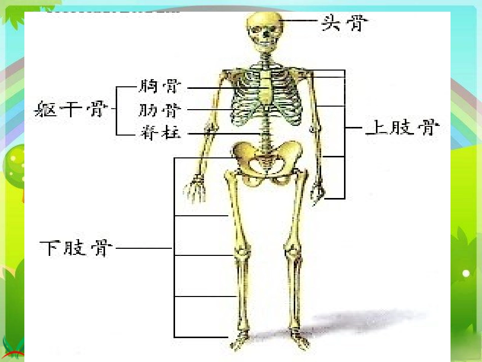 （苏教版）四年级科学下册课件14骨骼肌肉的保健(1)_第2页