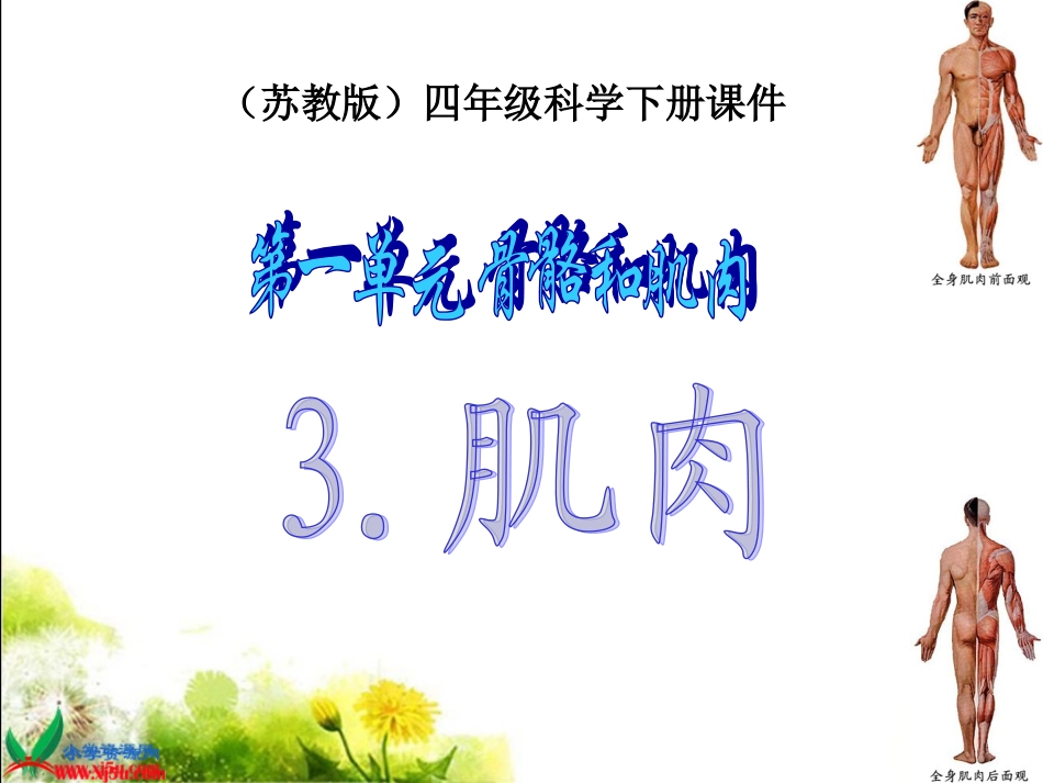 （苏教版）四年级科学下册课件13肌肉1_第1页