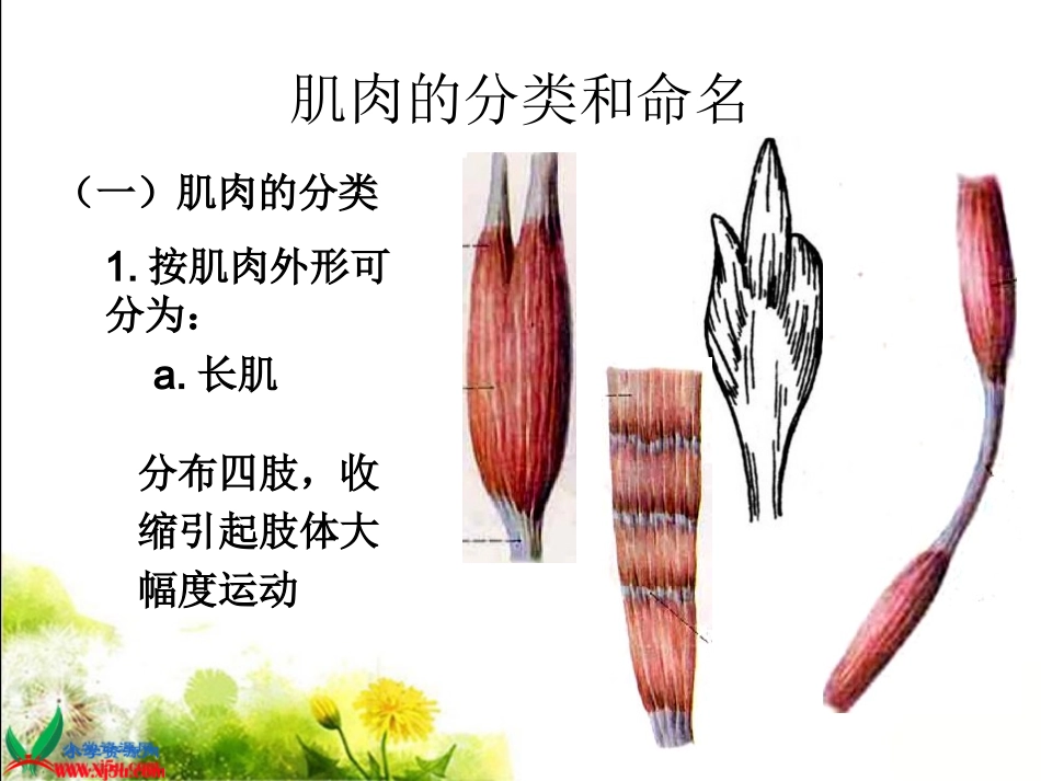 （苏教版）四年级科学下册课件13肌肉1_第3页