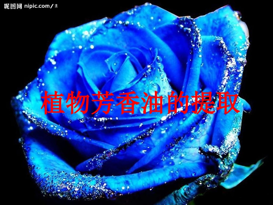 植物芳香油的提取(1)_第1页