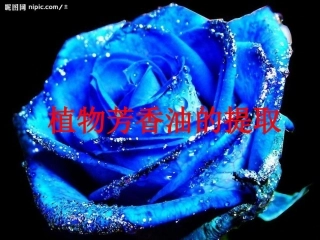 植物芳香油的提取(1)
