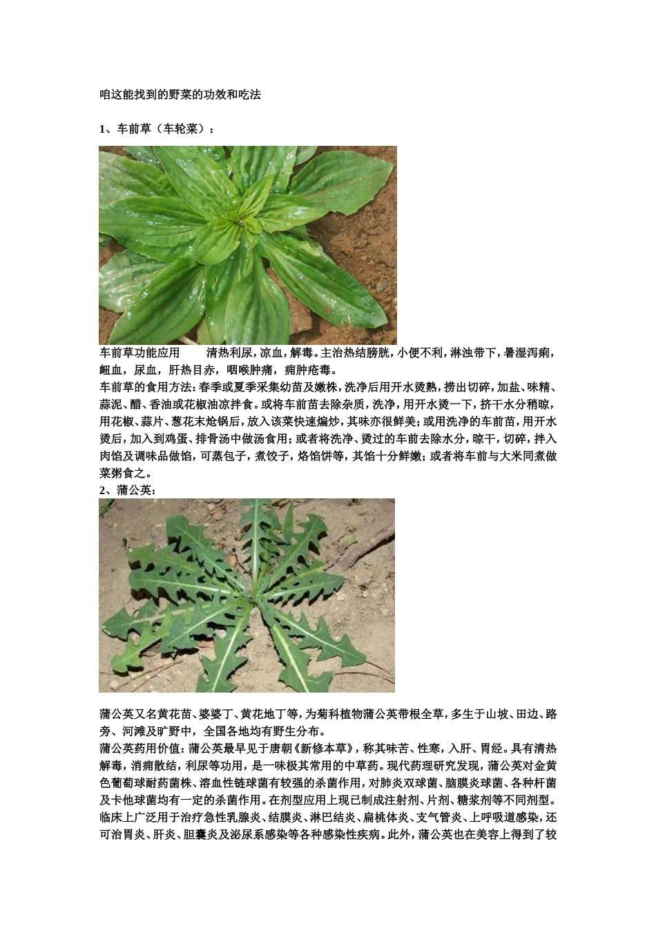 咱这能找到的野菜的功效和吃法_第1页