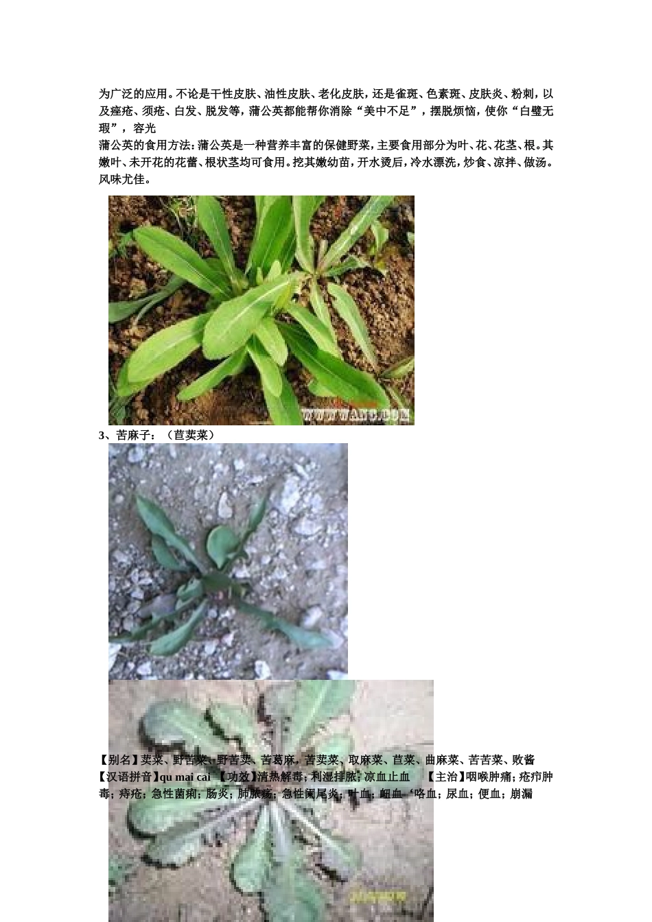 咱这能找到的野菜的功效和吃法_第2页