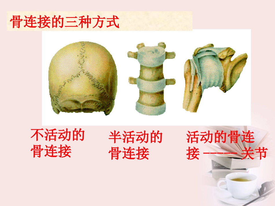四年级科学下册_关节_4课件_苏教版_第3页