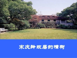 宋庆龄故居的樟树 (3)
