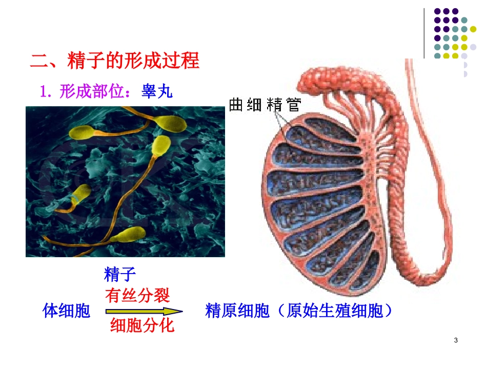 高生物减数分裂PPT_第3页