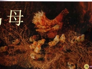 四上《母鸡》PPT课件