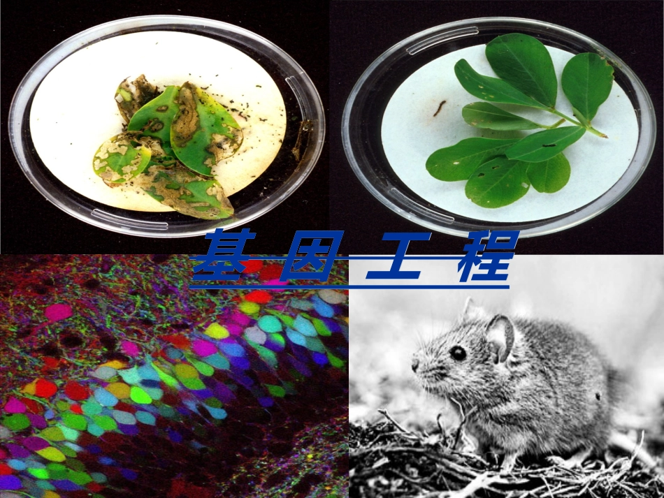 现代生物科技专题复习_第2页