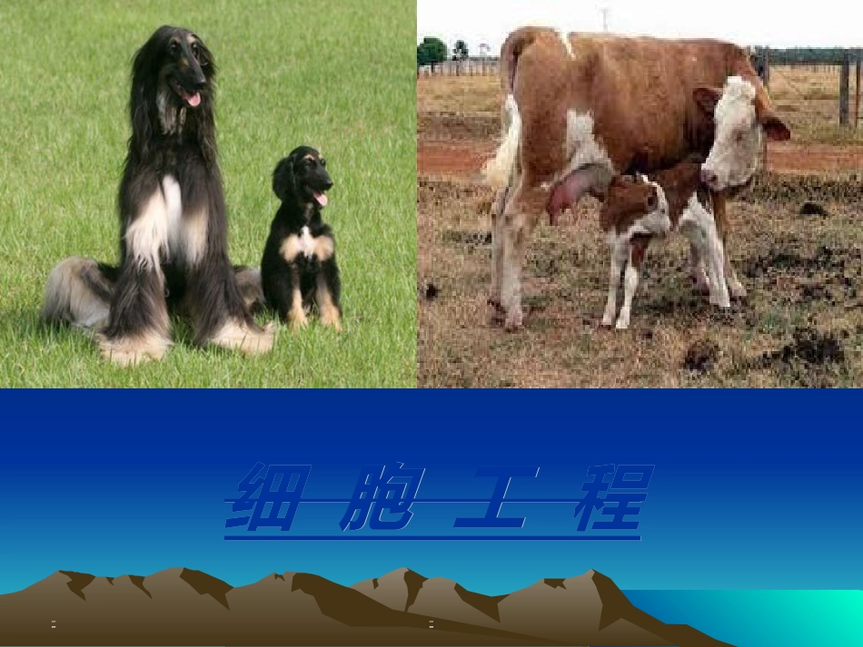 现代生物科技专题复习_第3页