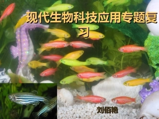 现代生物科技专题复习